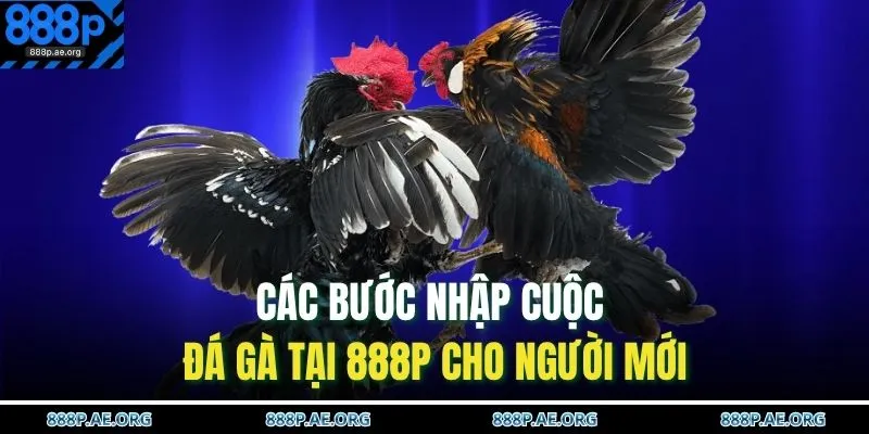 Các bước nhập cuộc đá gà tại 888P cho người mới
